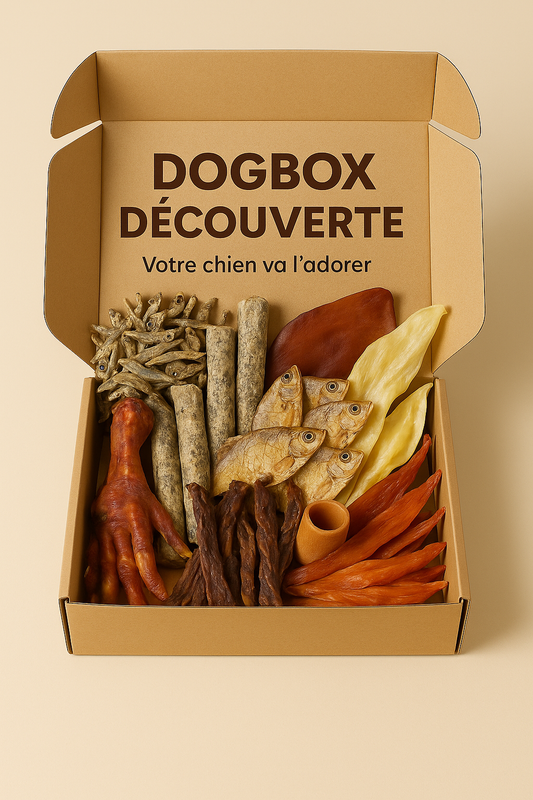Dogbox Découverte